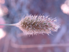 Fingerhuthia africana