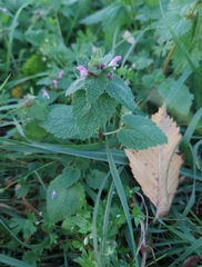 Lamium purpureum