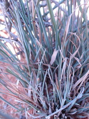 Fingerhuthia africana