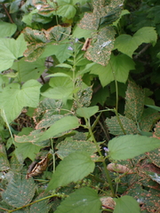 Scutellaria lateriflora