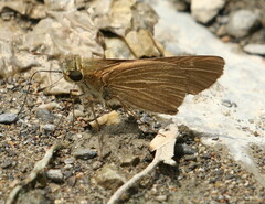 Panoquina ocola
