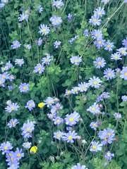 Felicia aethiopica