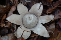 Geastrum rufescens