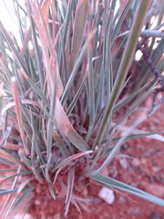 Fingerhuthia africana