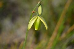 Albuca juncifolia