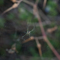 Leucauge