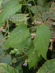 Scutellaria lateriflora
