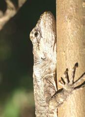 Urostrophus vautieri