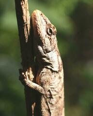 Urostrophus vautieri