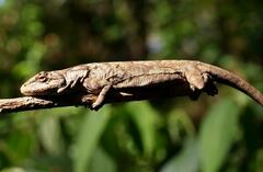 Urostrophus vautieri
