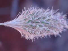 Fingerhuthia africana