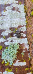 Brochymena