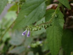 Scutellaria lateriflora