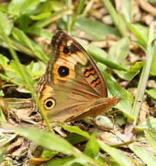 Junonia zonalis