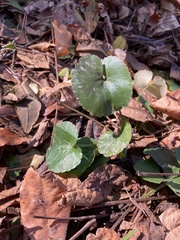 Ranunculus abortivus
