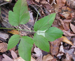Zizia aurea