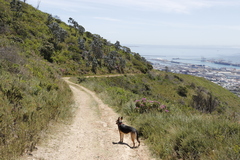 Leucadendron argenteum