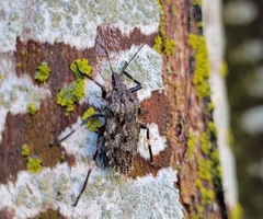 Brochymena