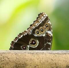 Morpho helenor