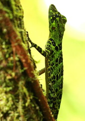Anolis latifrons
