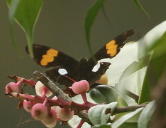 Adelpha leucophthalma