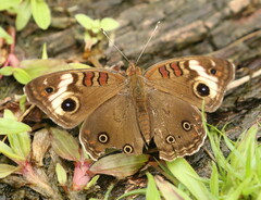 Junonia zonalis