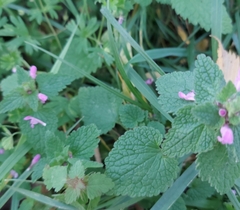 Lamium purpureum
