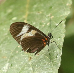 Heliconius eleuchia