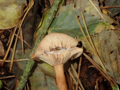 Lactarius