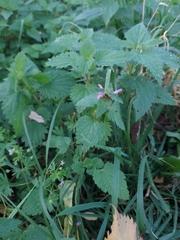 Lamium purpureum
