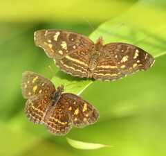Anthanassa annulata