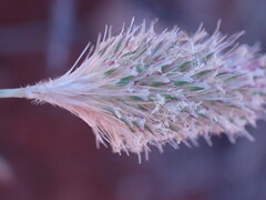 Fingerhuthia africana