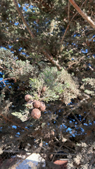 Cupressus sempervirens