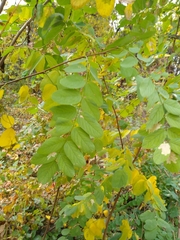 Robinia pseudoacacia