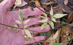 Zizia aurea