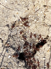 Pogonomyrmex comanche