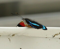 Diaethria clymena