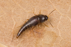 Tachyporinae