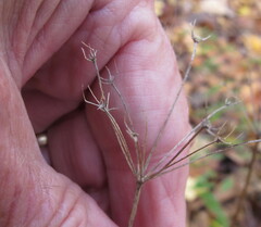 Zizia aurea