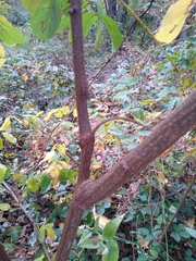 Robinia pseudoacacia