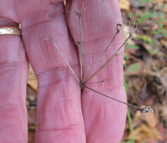 Zizia aurea