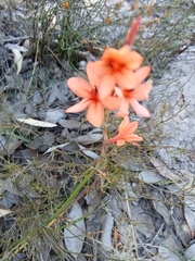 Watsonia stenosiphon