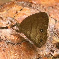 Hermeuptychia harmonia