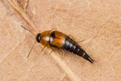 Tachyporinae