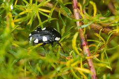 Mausoleopsis amabilis