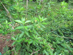 Aneilema aequinoctiale