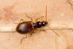 Oxypselaphus obscurus