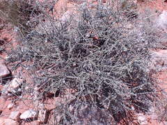 Eriocephalus ericoides