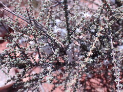 Eriocephalus ericoides