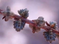 Eriocephalus ericoides